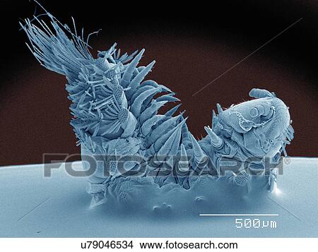 Picture - Coloured SEM of millipede. Fotosearch
