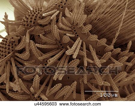 Coloured SEM of millipede View Large Photo Image Stock Image - Coloured SEM of millipede. Fotosearch