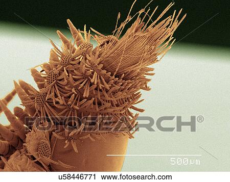 Stock Image - Coloured SEM of millipede. Fotosearch