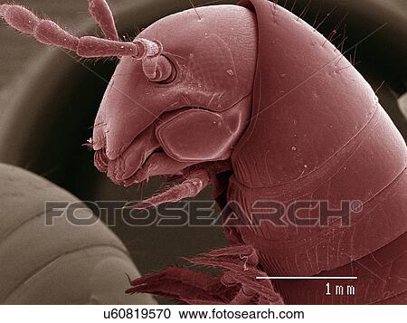Stock Image - Coloured SEM of millipede. Fotosearch