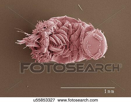 Stock Photo - Coloured SEM of millipede. Fotosearch