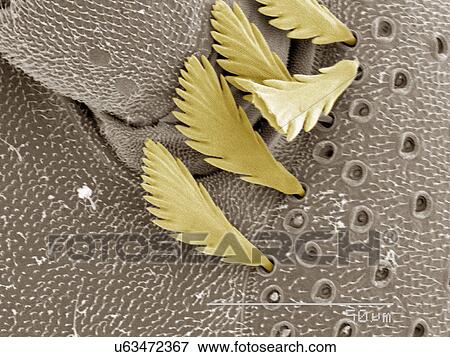Stock Photo - Coloured SEM of millipede. Fotosearch