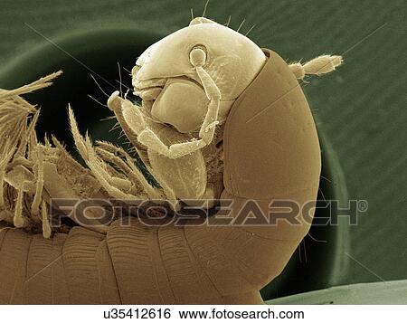 Coloured SEM of millipede View Large Photo Image Stock Photograph - Coloured SEM of millipede. Fotosearch