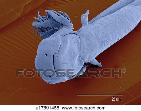 Coloured SEM of mole salamander (Ambystoma) larva View Large Photo Image Stock Photo - Coloured SEM of mole salamander (Ambystoma) larva. Fotosearch