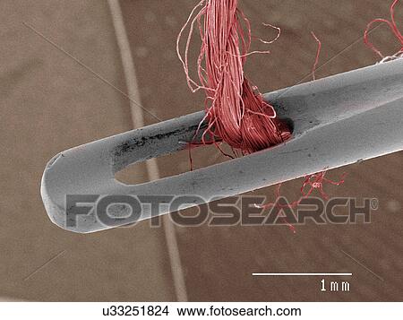 Picture - Coloured SEM of needle and thread. Fotosearch