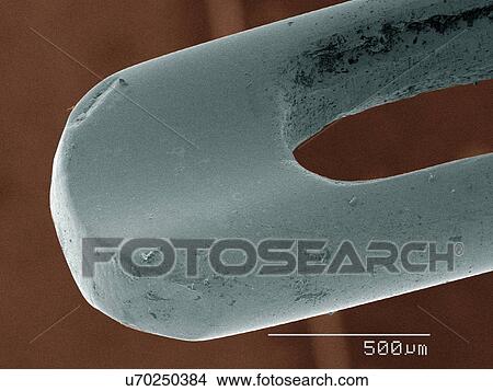 Coloured SEM of needle View Large Photo Image Picture - Coloured SEM of needle. Fotosearch