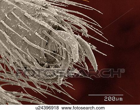 Coloured SEM of orb weaver spider abdomen View Large Photo Image Stock Photo - Coloured SEM of orb weaver spider abdomen. Fotosearch