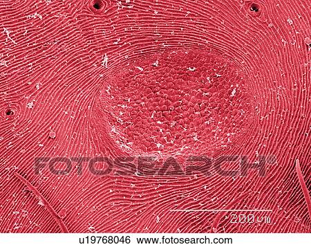 Coloured SEM of orb weaver spider abdomen View Large Photo Image Stock Photograph - Coloured SEM of orb weaver spider abdomen. Fotosearch