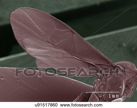 Stock Image - Coloured SEM of parasitic wasp wing. Fotosearch
