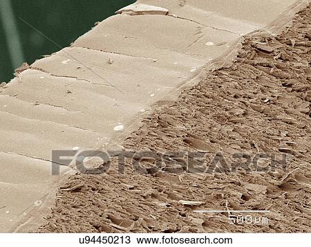 Coloured SEM of pencil View Large Photo Image Stock Image - Coloured SEM of pencil. Fotosearch