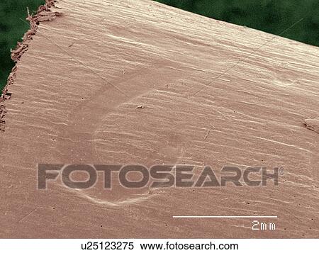 Stock Photography - Coloured SEM of pencil. Fotosearch