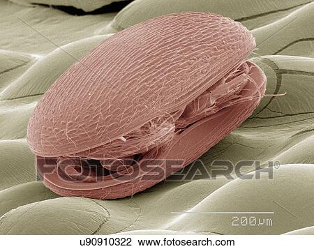 Coloured SEM of plankton View Large Photo Image Stock Image - Coloured SEM of plankton. Fotosearch