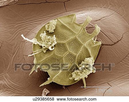 Stock Photo - Coloured SEM of plankton. Fotosearch