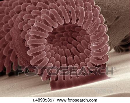 Coloured SEM of projector bulb filament View Large Photo Image Stock Photo - Coloured SEM of projector bulb filament. Fotosearch