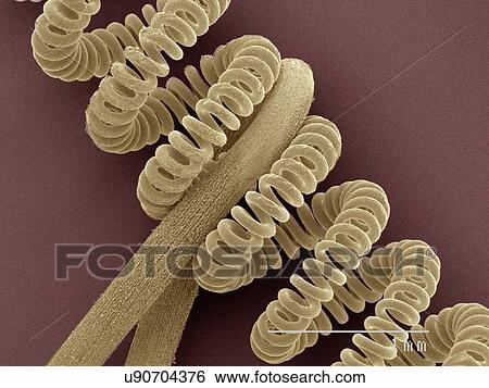 Stock Photograph - Coloured SEM of projector bulb filament. Fotosearch