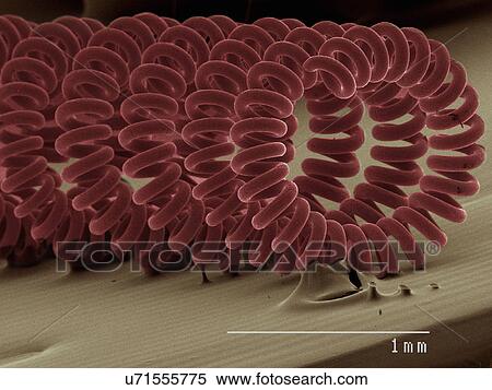 Stock Photography - Coloured SEM of projector bulb filament. Fotosearch