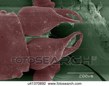 Stock Image - Coloured SEM of pseudoscorpion mouthparts. Fotosearch