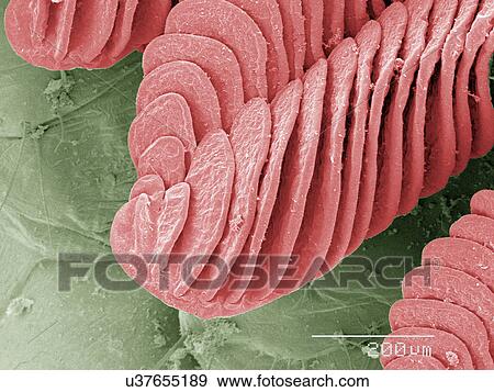 Stock Photo - Coloured SEM of shore shrimp gills. Fotosearch