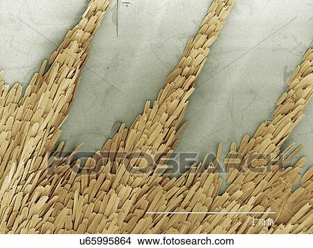 Picture - Coloured SEM of silk moth antenna. Fotosearch