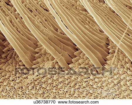 Stock Image - Coloured SEM of silk moth antenna. Fotosearch