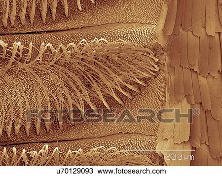 Coloured SEM of silk moth antenna View Large Photo Image Stock Image - Coloured SEM of silk moth antenna. Fotosearch