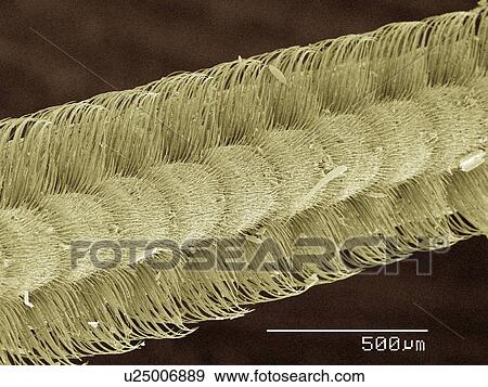 Stock Photo - Coloured SEM of silk moth antenna. Fotosearch
