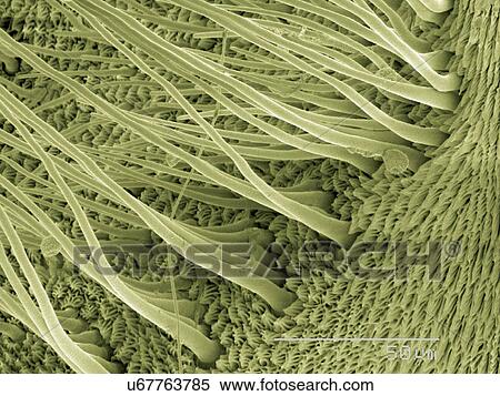 Stock Photography - Coloured SEM of silk moth antenna. Fotosearch