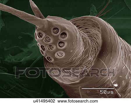 Stock Image - Coloured SEM of spittlebug (Cercopidae) head. Fotosearch