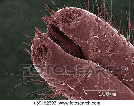Stock Image - Coloured SEM of spittlebug (Cercopidae). Fotosearch