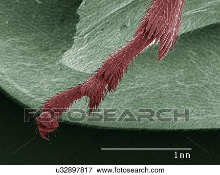 Coloured SEM of spittlebug (Cercopidae) leg View Large Photo Image Stock Photo - Coloured SEM of spittlebug (Cercopidae) leg. Fotosearch