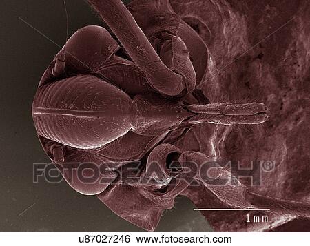 Stock Photograph - Coloured SEM of spittlebug (Cercopidae) head. Fotosearch