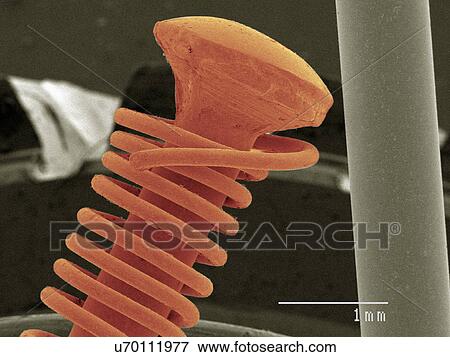 Stock Photo - Coloured SEM of spring. Fotosearch