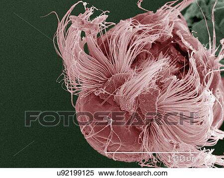 Stock Photography - Coloured SEM of. Fotosearch