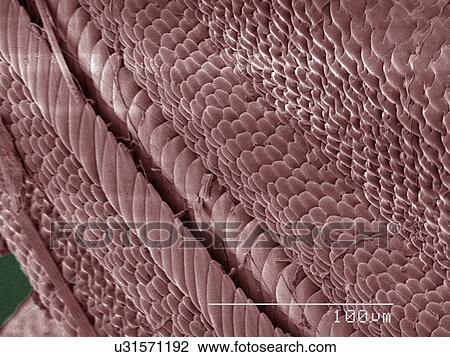 Stock Image - Coloured SEM of swallowtail butterfly. Fotosearch