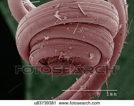 Stock Image - Coloured SEM of swallowtail butterfly. Fotosearch