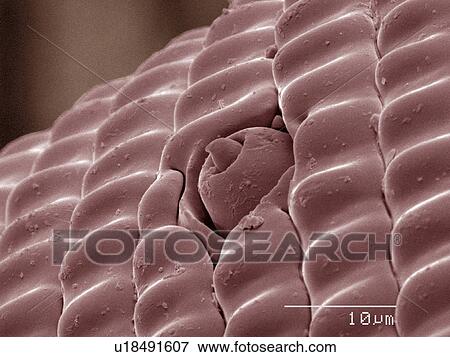 Stock Photo - Coloured SEM of swallowtail butterfly. Fotosearch