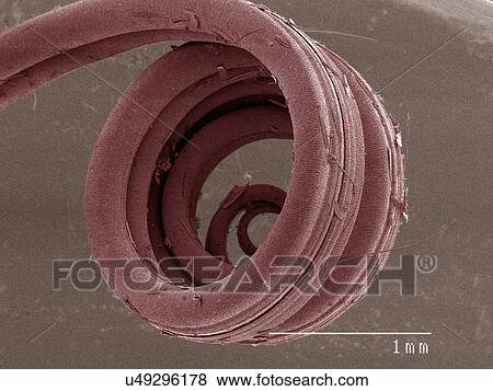 Coloured SEM of swallowtail butterfly View Large Photo Image Stock Photo - Coloured SEM of swallowtail butterfly. Fotosearch