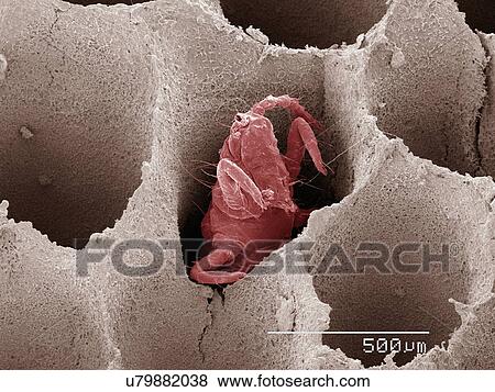 Coloured SEM of thunderbug (Thysanoptera) in bracket fungus View Large Photo Image Stock Photo - Coloured SEM of thunderbug (Thysanoptera) in bracket fungus. Fotosearch