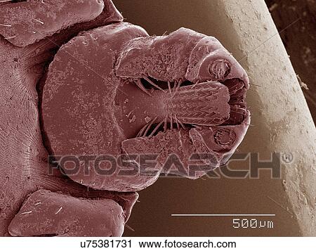 Coloured SEM of tick's mouthparts View Large Photo Image Stock Image - Coloured SEM of tick's mouthparts. Fotosearch