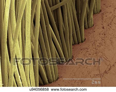 Stock Photo - Coloured SEM of toothbrush bristles. Fotosearch