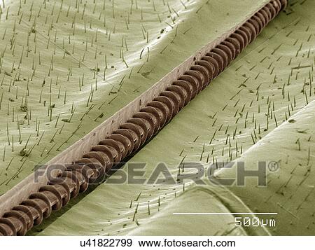 Stock Photo - Coloured SEM of wasp wing. Fotosearch