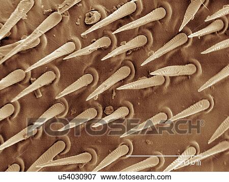 Stock Photo - Coloured SEM of wasp wing. Fotosearch