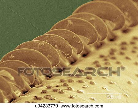 Coloured SEM of wasp wing View Large Photo Image Stock Photo - Coloured SEM of wasp wing. Fotosearch