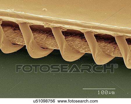 Stock Photograph - Coloured SEM of wasp wing. Fotosearch