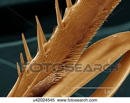 Coloured SEM of wasp wing View Large Photo Image Stock Photography - Coloured SEM of wasp wing. Fotosearch
