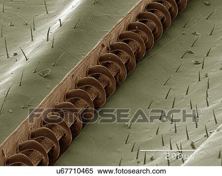 Stock Photography - Coloured SEM of wasp wing. Fotosearch
