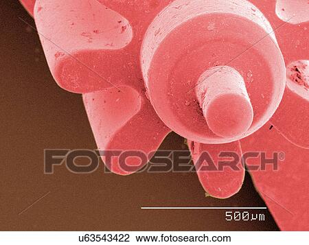 Stock Image - Coloured SEM of watch part. Fotosearch