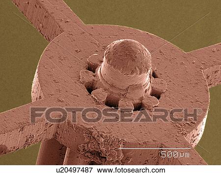 Stock Photo - Coloured SEM of watch part. Fotosearch