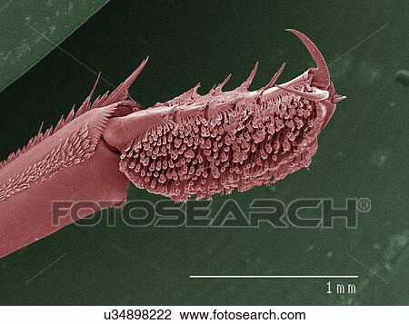 Stock Image - Coloured SEM of whirligig beetle front leg. Fotosearch