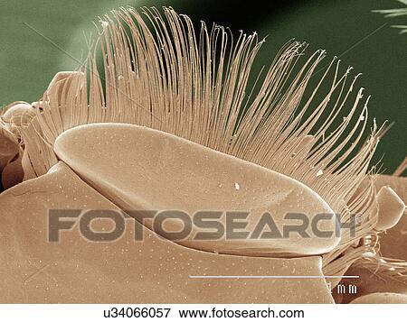 Stock Photo - Coloured SEM of whirligig beetle labrum. Fotosearch